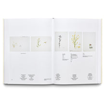 Load image into Gallery viewer, CECILIA EDEFALK: MASKROS / DANDELION